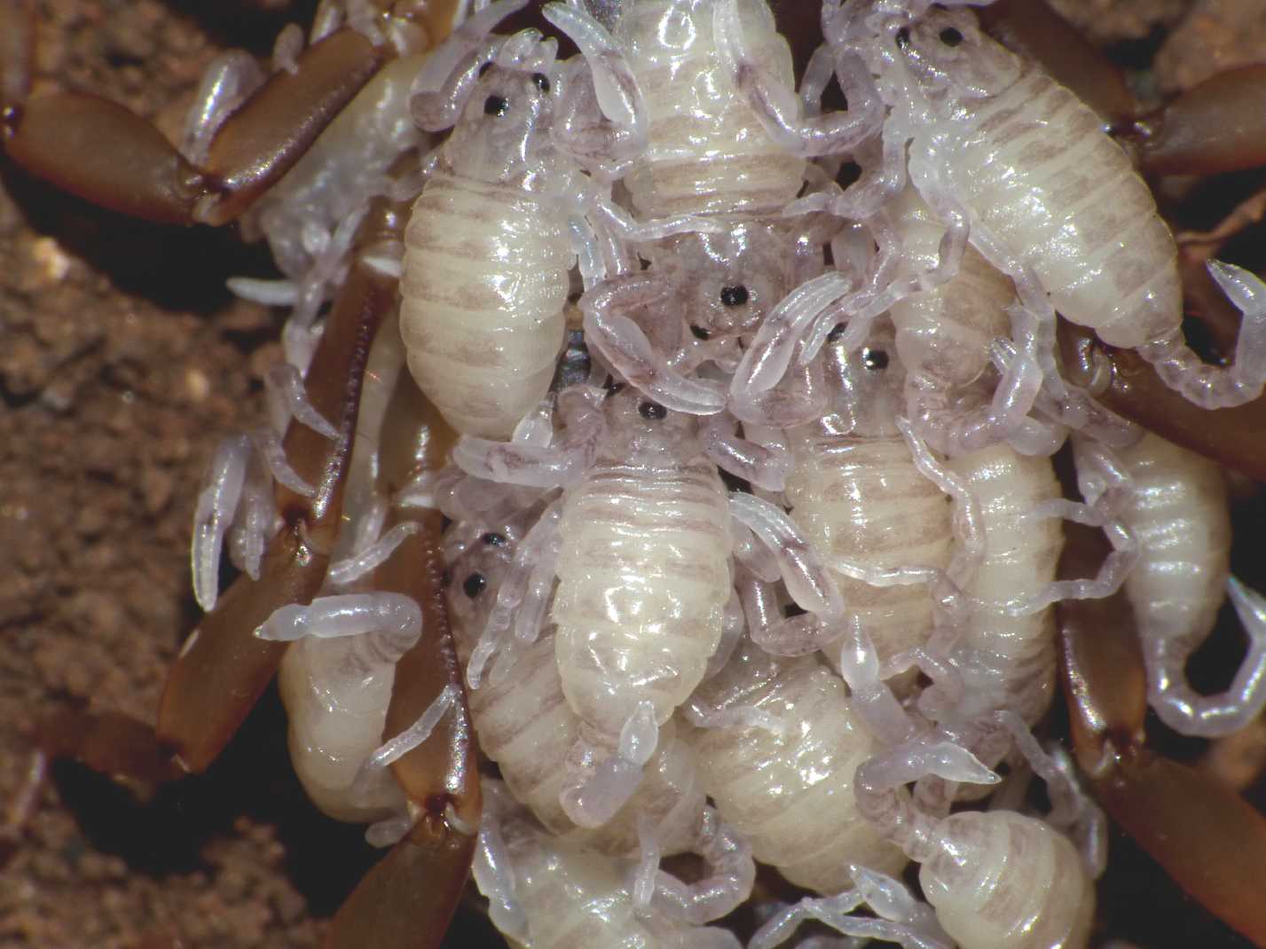 Scorpioncino sardo con prole: Euscorpius sicanus